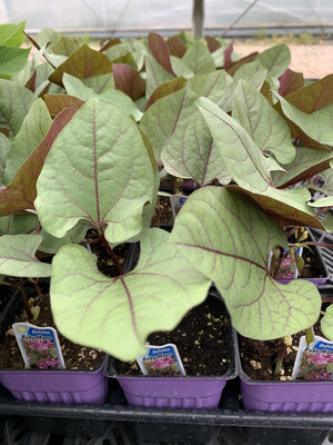 Hyacinth Bean Ruby Moon - 3.5" Pot