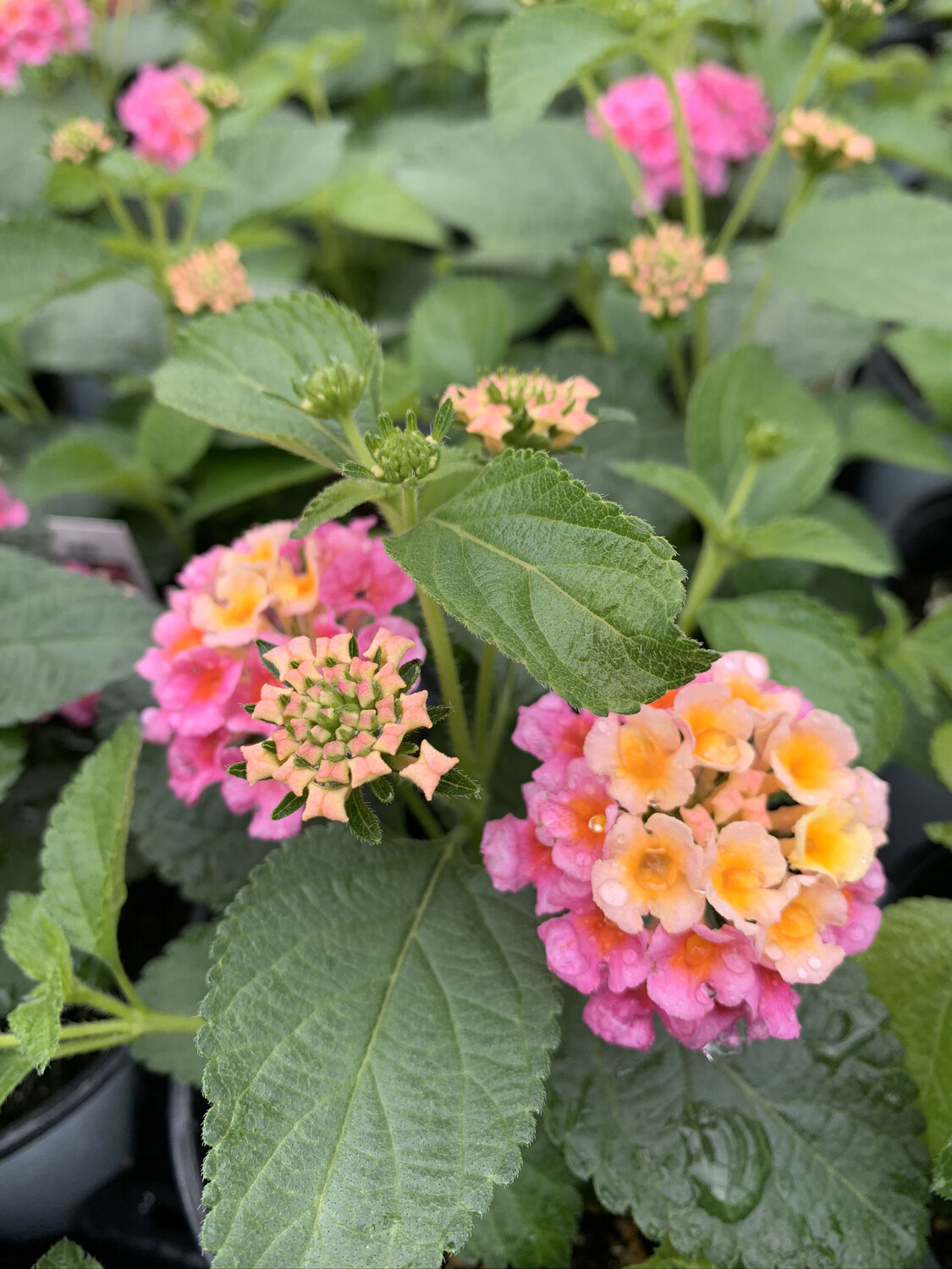 Lantana Bandana Pink - Quart