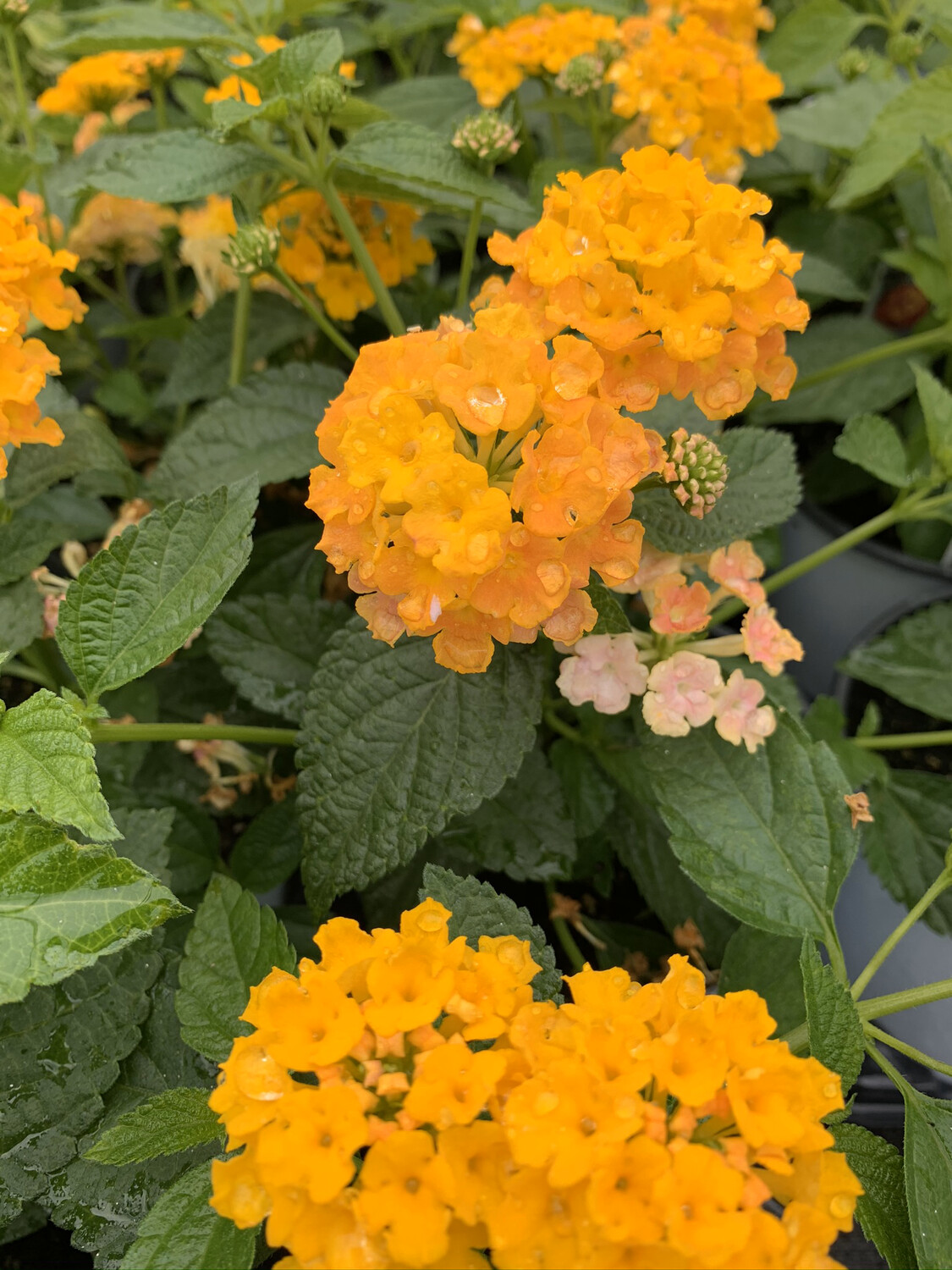Lantana Knee High Orange - Quart Lantana Knee High Orange - Quart