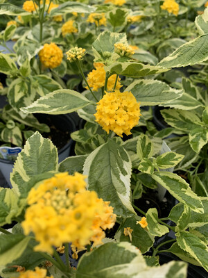 Lantana Samantha - Quart