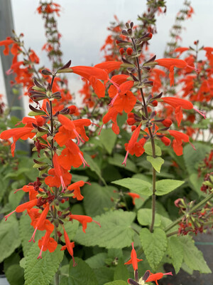 Salvia Lady In Red - Quart