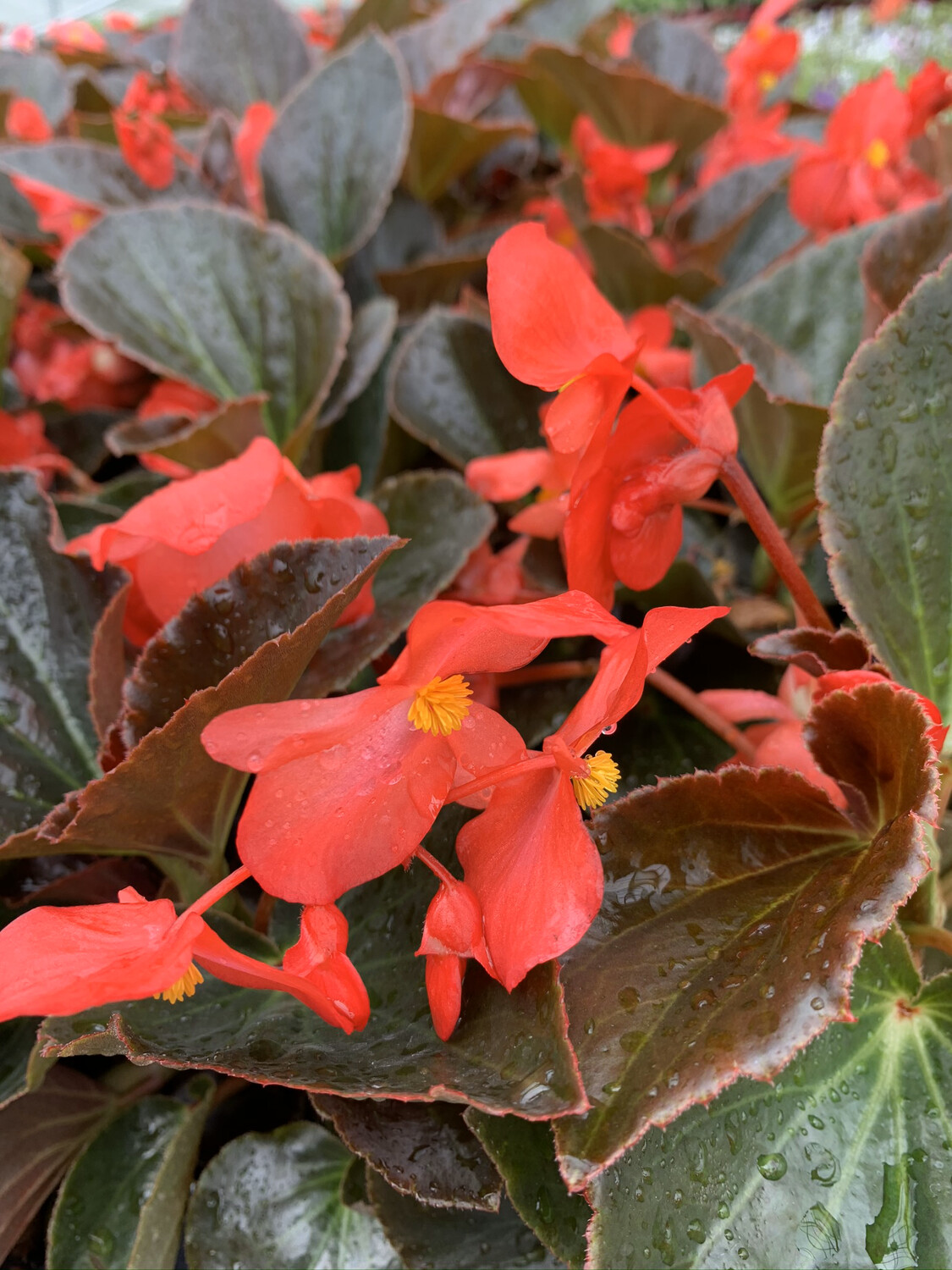 Begonia Whopper Red Bronze  - Quart