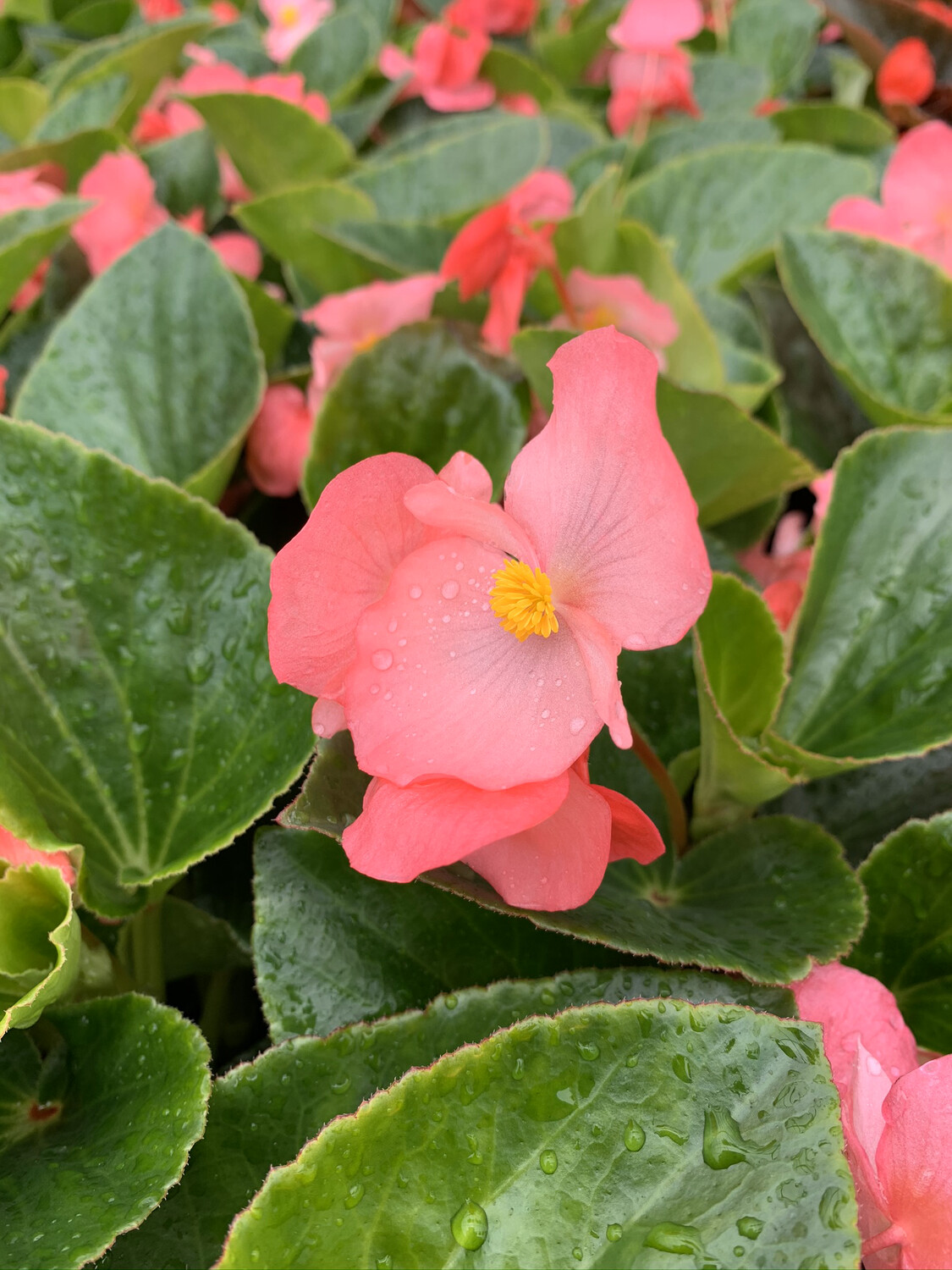 Begonia Whopper Rose Green - Quart