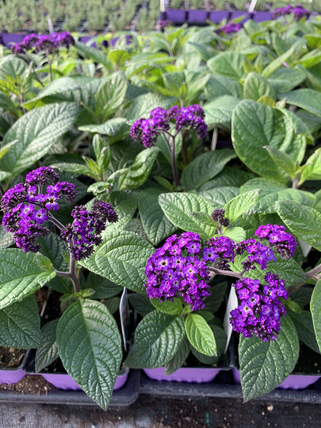 Heliotrope Fragrant Delight - 3.5" Pot