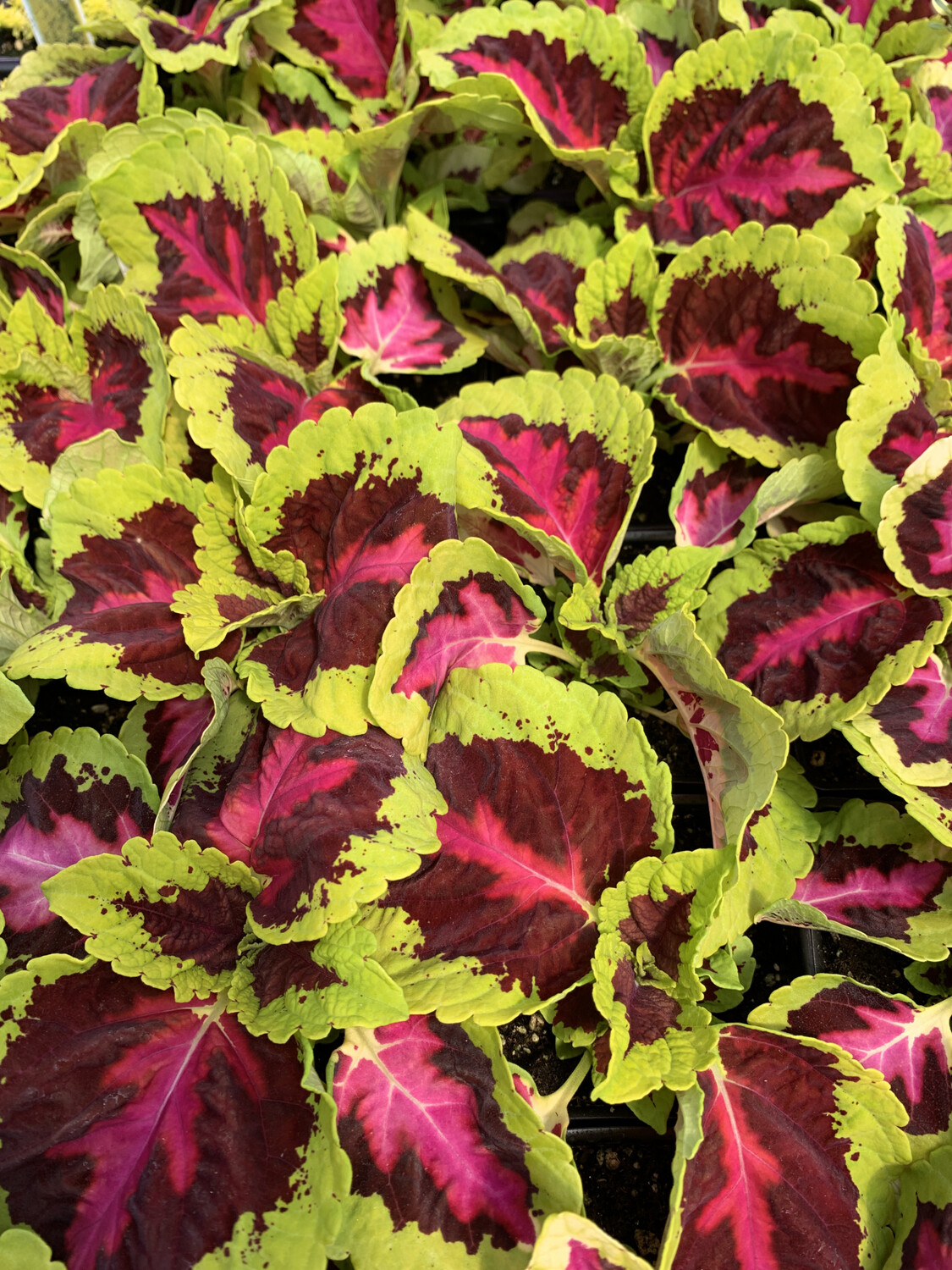 Coleus Kong Rose - 3.5" Pot