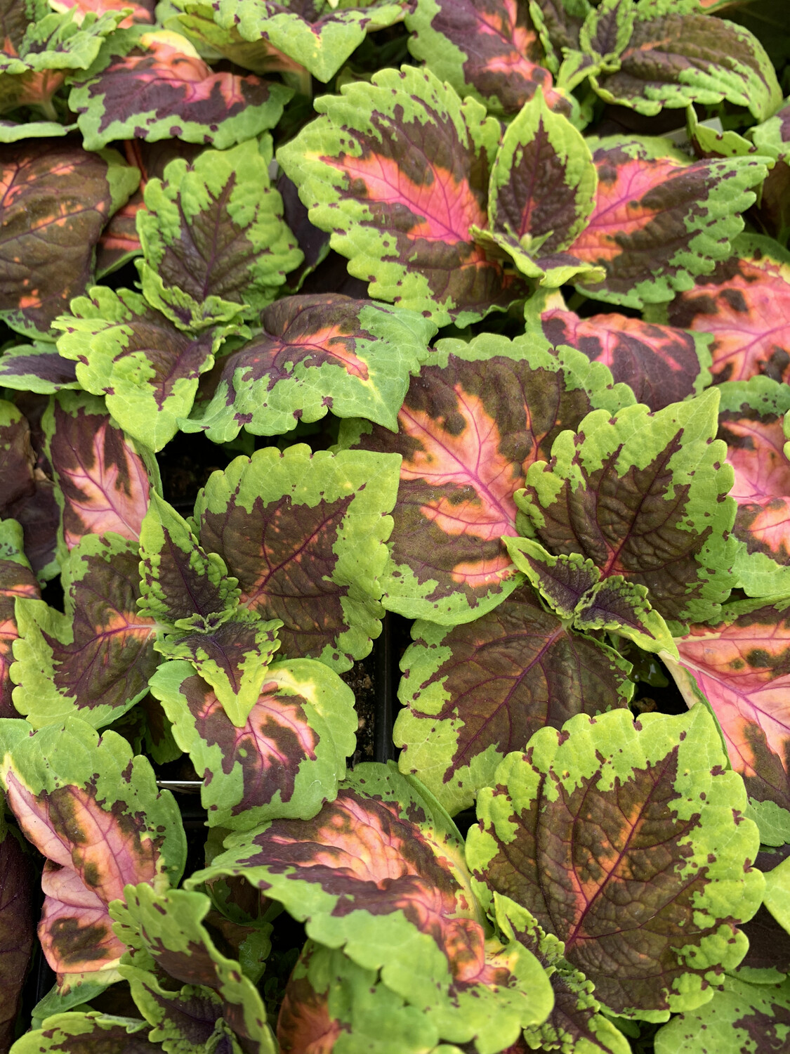 Coleus Kong Salmon Pink - 3.5" Pot