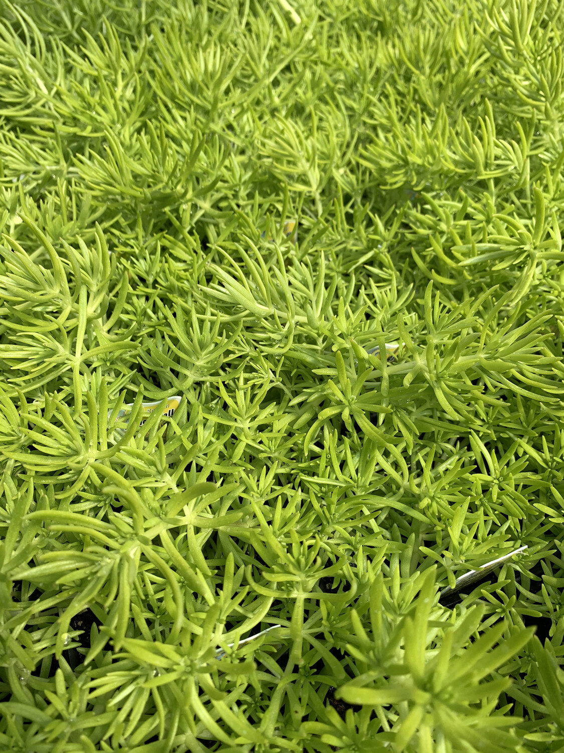 Stonecrop Lemon Ball - 3.5 Stonecrop Lemon Ball - 3.5" Pot