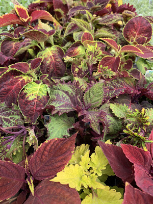 Coleus All Mixed Up - 3.5" Pot