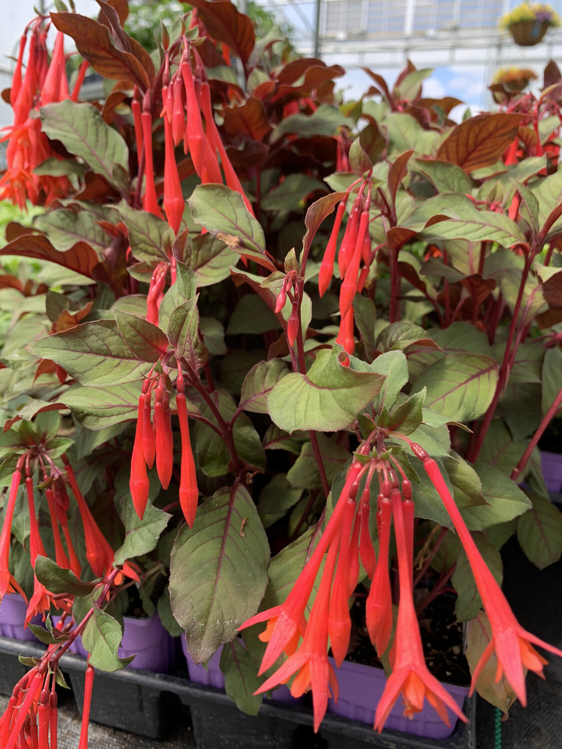 Fuchsia Gartenmeister - 3.5 Fuchsia Gartenmeister - 3.5" Pot