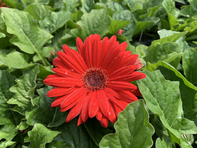 Gerbera Red - Quart