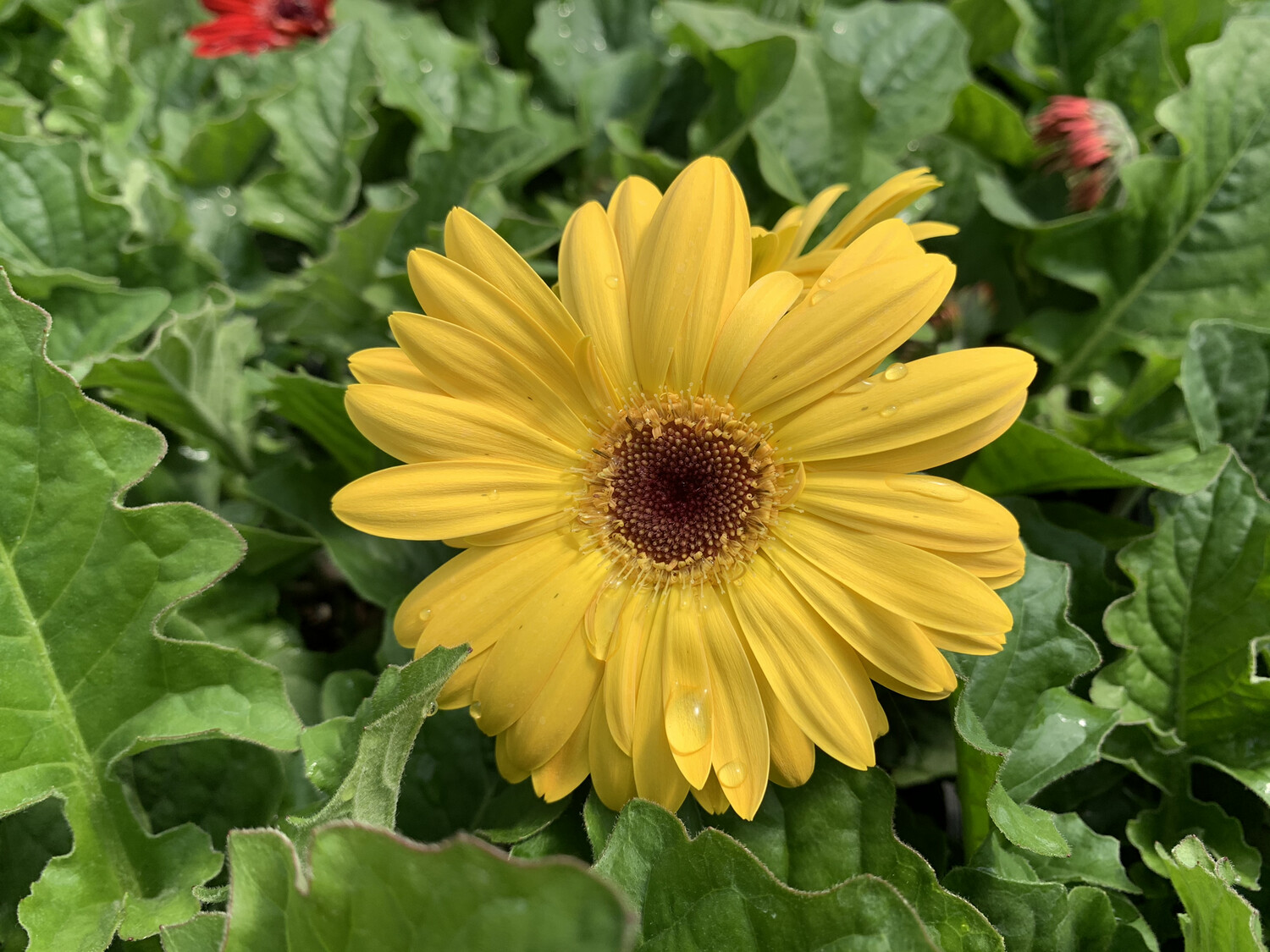 Gerbera Yellow - Quart