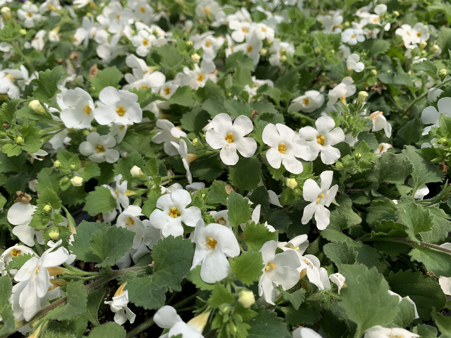 Bacopa White - Quart Bacopa White - Quart