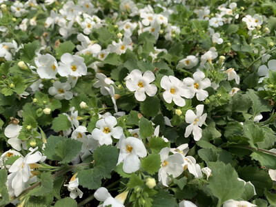 Bacopa White - Quart