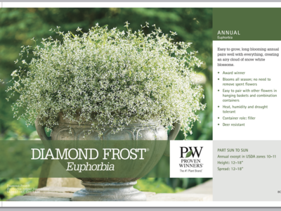 Euphorbia Diamond Frost - Quart