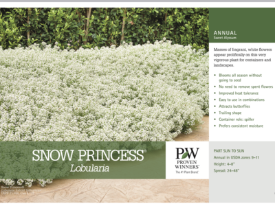 Lobularia Snow Princess - Quart