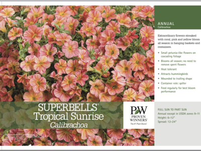 Superbells Tropical Sunrise - Quart