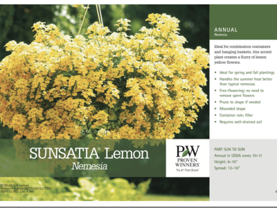 Nemesia Sunsation Lemon - Quart