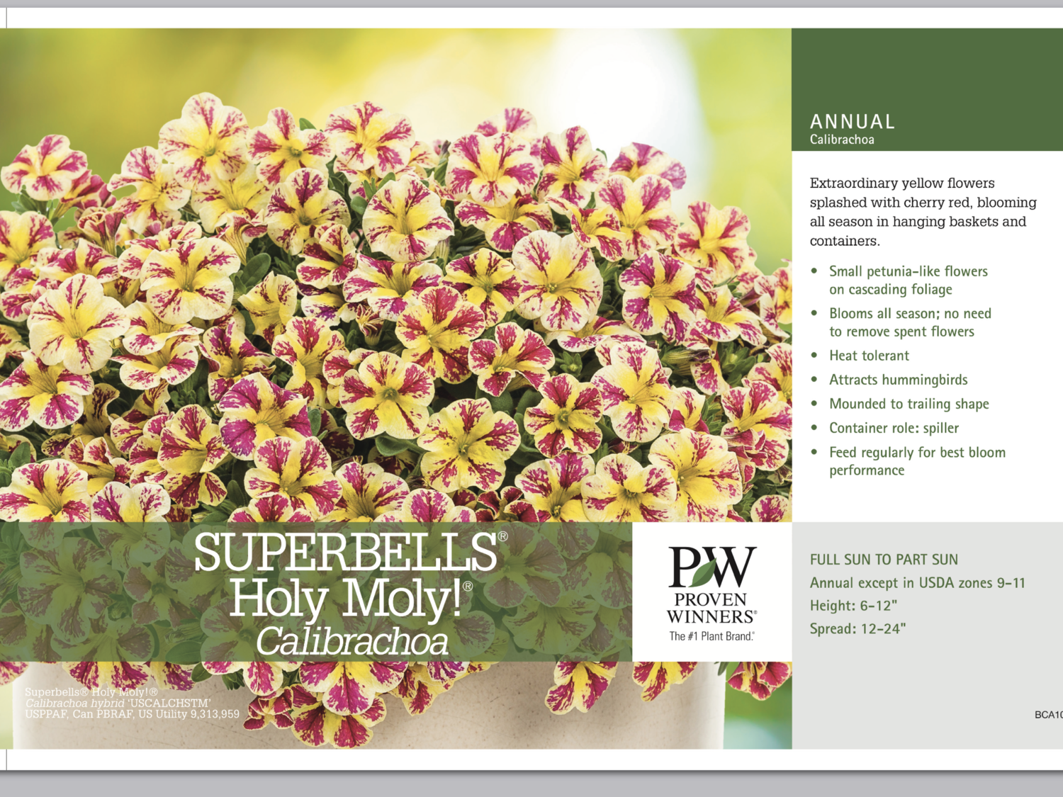 Superbells Holy Moly - Quart