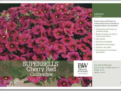 Superbells Cherry Red - Quart