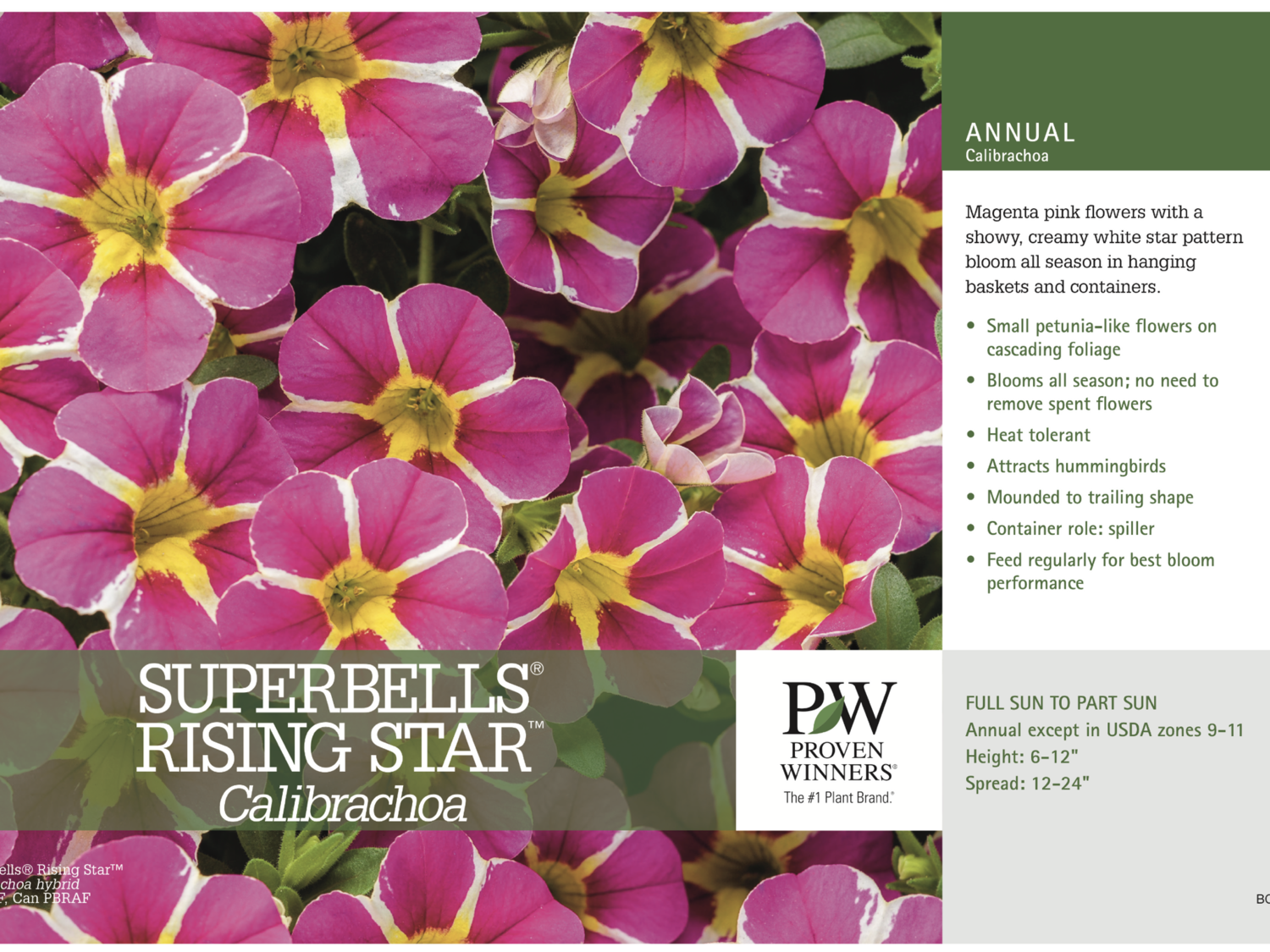 Superbells Rising Star - Quart