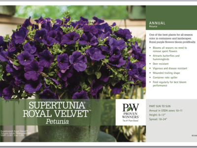 Supertunia Royal Velvet - Quart