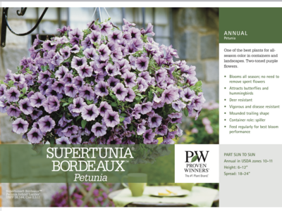 Supertunia Bordeaux - Quart
