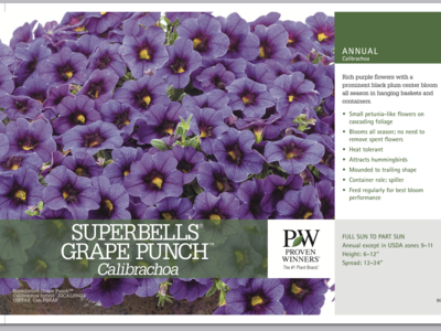 Superbells Grape Punch - Quart