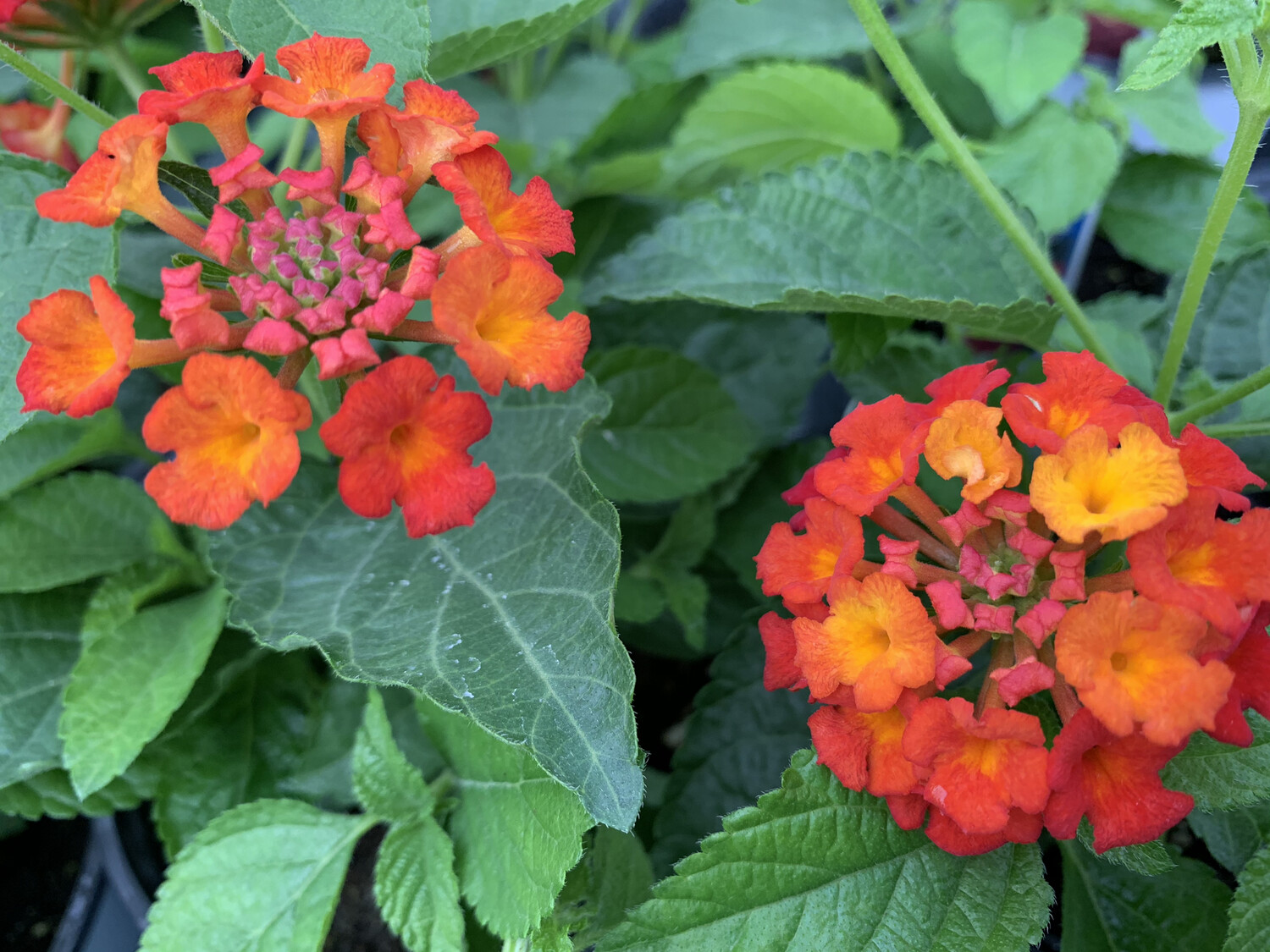 Lantana Bandana® Red - Quart