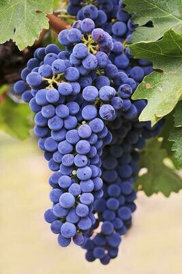 Merlot