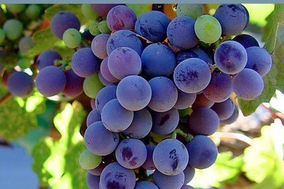 Malbec