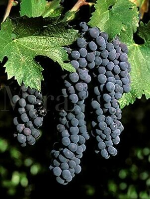 Syrah/Shiraz/Petite Sirah