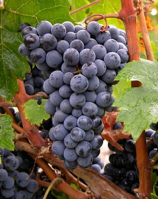 Cabernet Franc