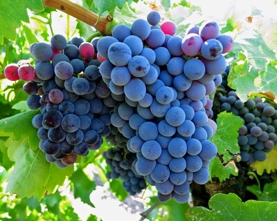 Grenache/Garnacha