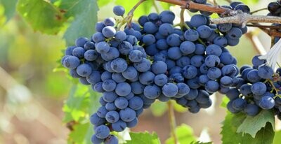 Zinfandel