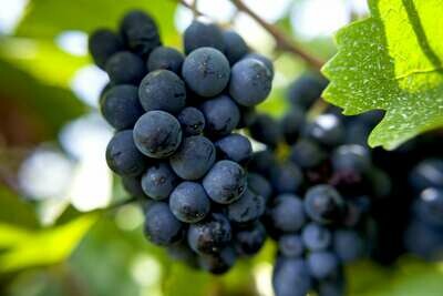 Pinot Noir