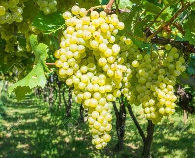 Chardonnay