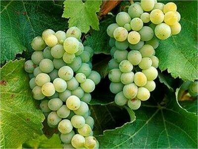 Sauvignon Blanc