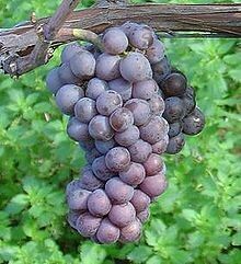 Pinot Grigio/Pinot Gris