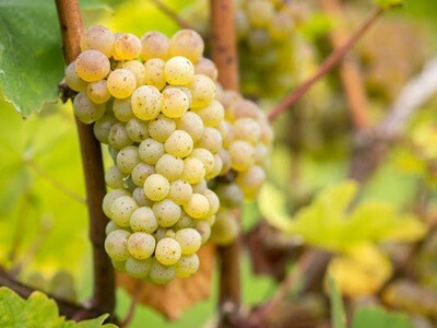 Riesling