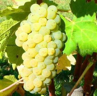 Viognier