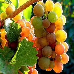 Other Varietals