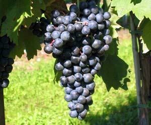 Tempranillo