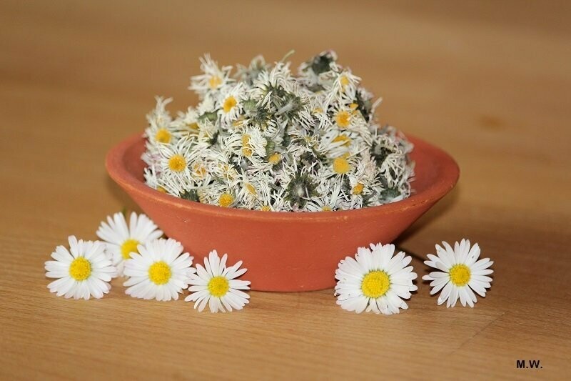 Gänseblümchen (60ml im Glas) Räucherwerk