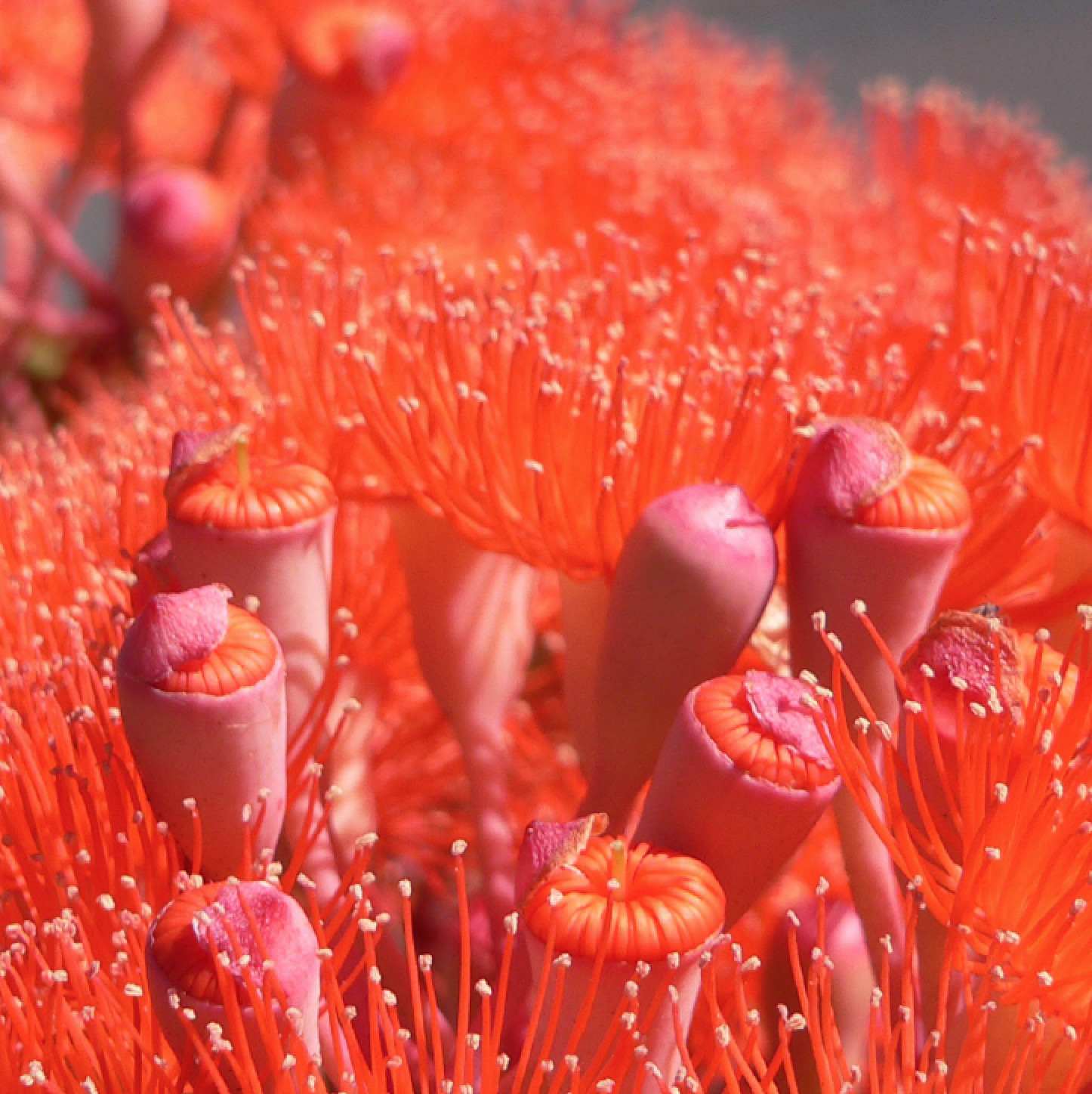 'Flowering Gum' Greeting Card (Set of 10) 'Flowering Gum' Greeting Card (Set of 10)