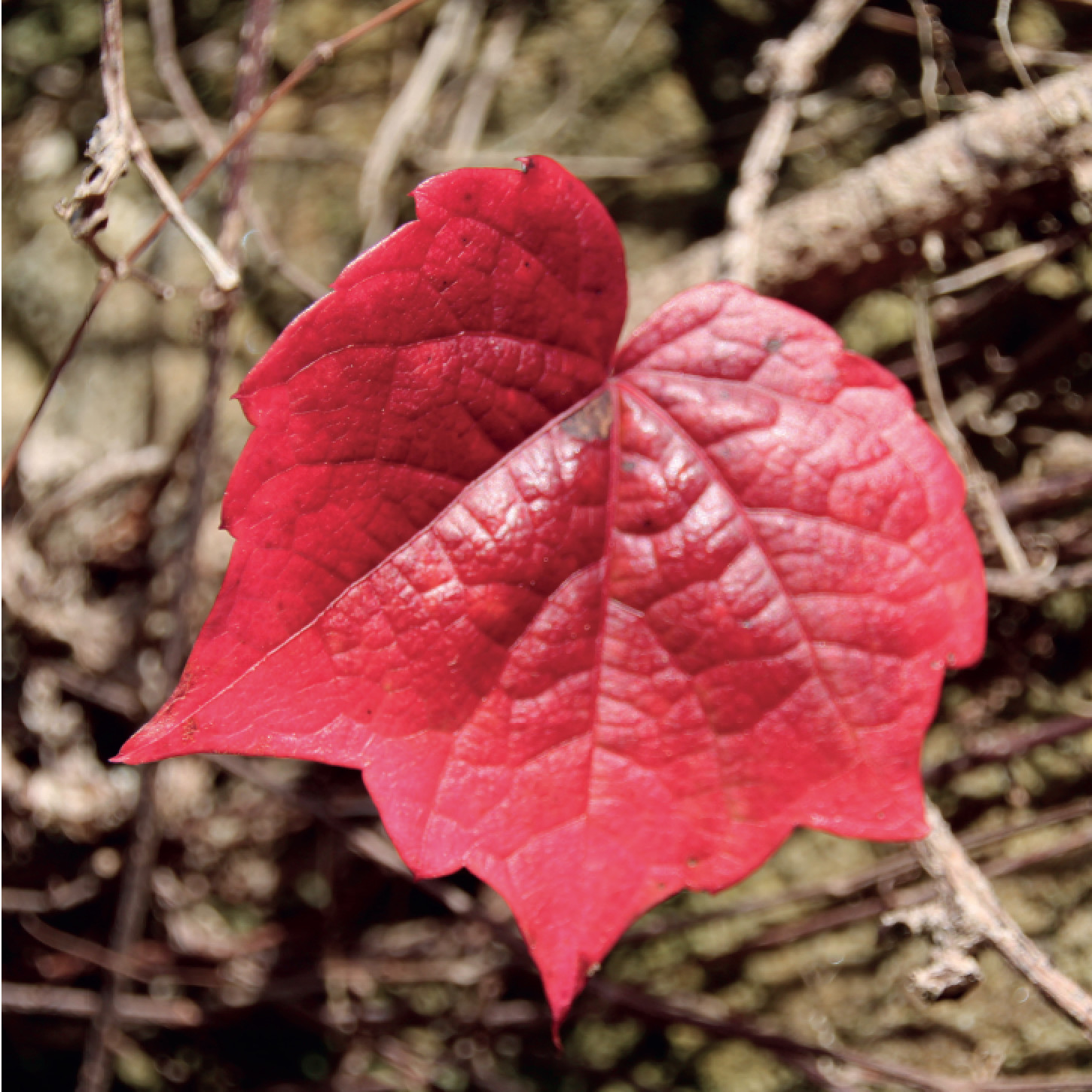 'Red Leaf' Greeting Card (Set of 10) 'Red Leaf' Greeting Card (Set of 10)