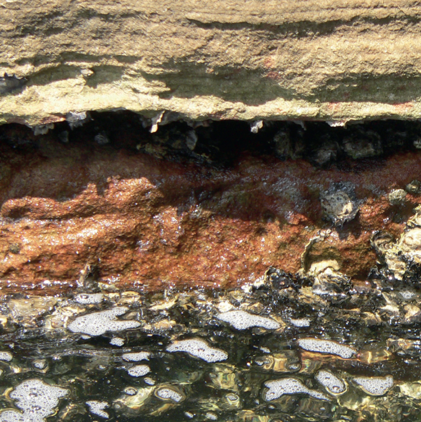 'Oyster Wall' Greeting Card (Set of 10) 'Oyster Wall' Greeting Card (Set of 10)