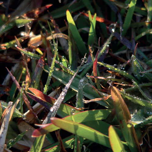 'Dewy Grass' Greeting Card (Set of 10) 'Dewy Grass' Greeting Card (Set of 10)
