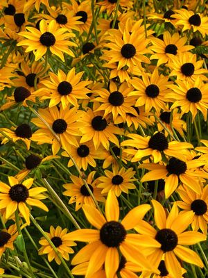 Black Eyed Susan (R. hirta)
