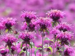 Bee Balm Lavender