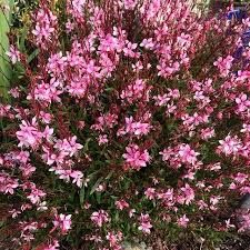 Bee Blossom (G. lindheimeri)